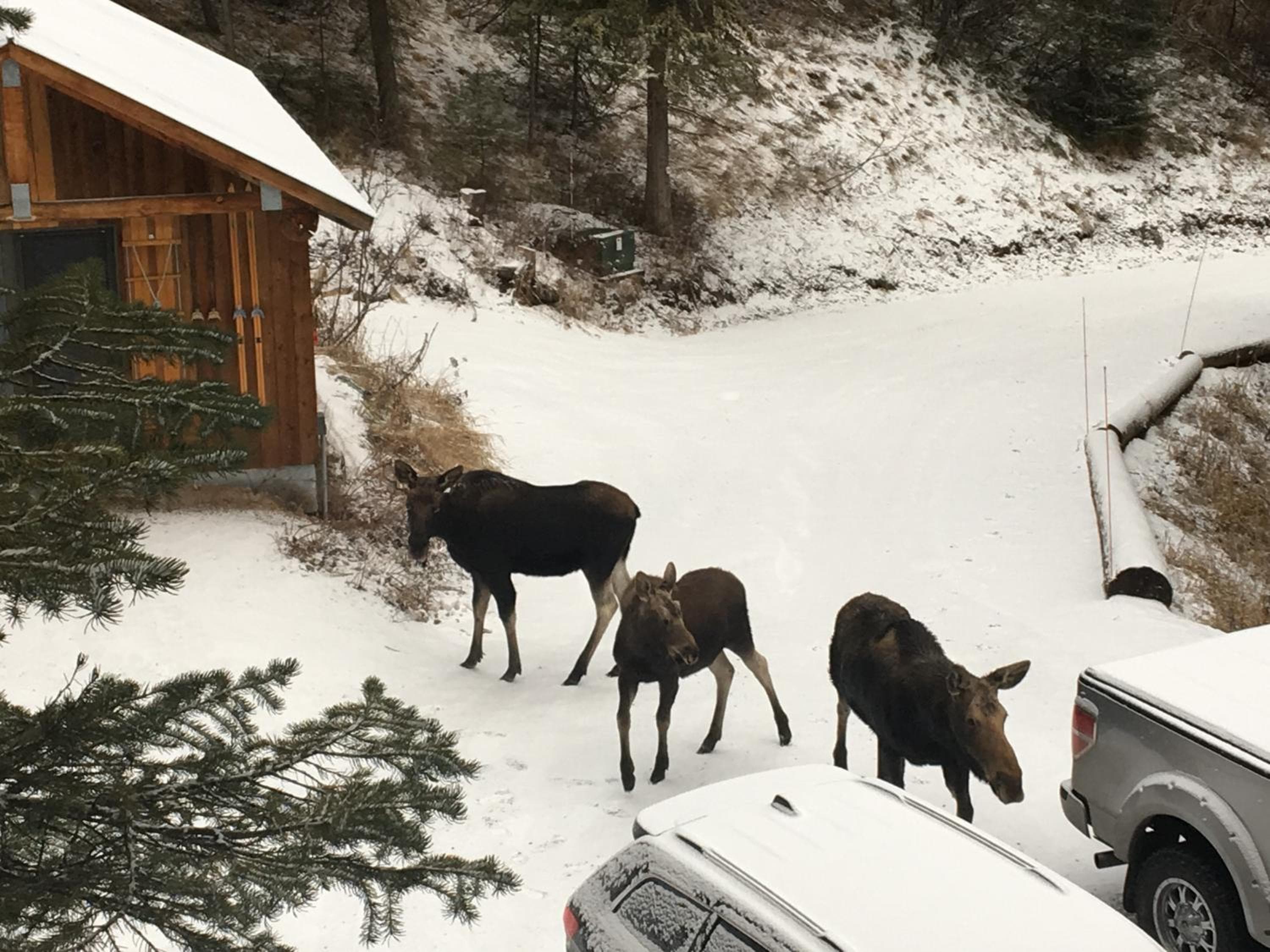Jackson Hole Hideout
