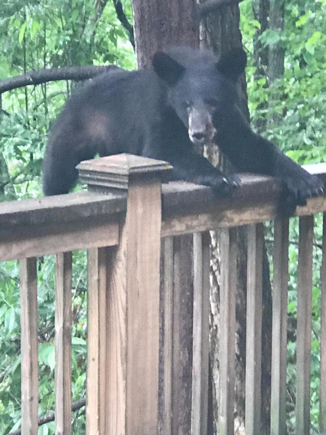 Lazy Bear Lodge