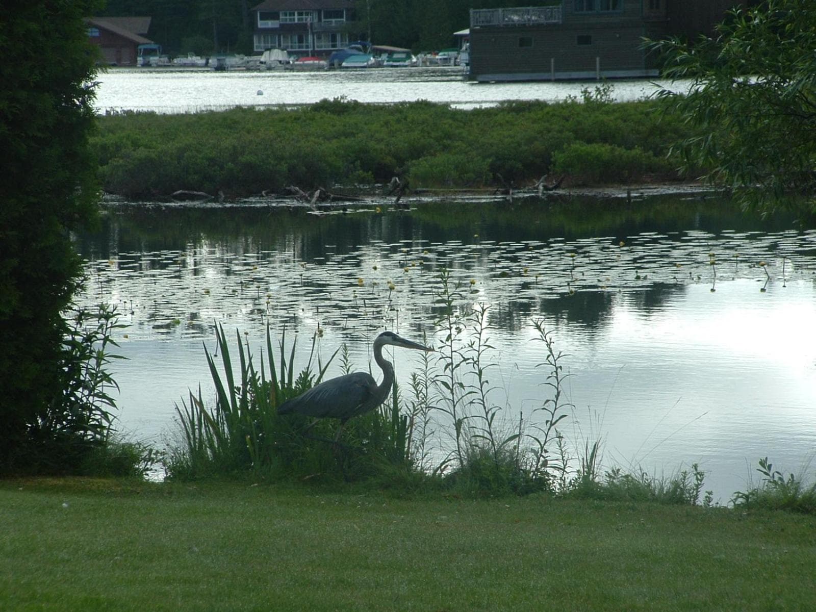 Wildwood on the Lake